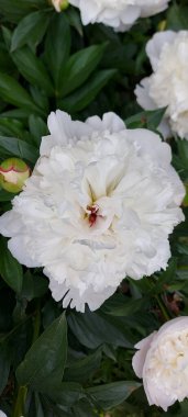 Güzel beyaz şakayıklar açan çiçekler