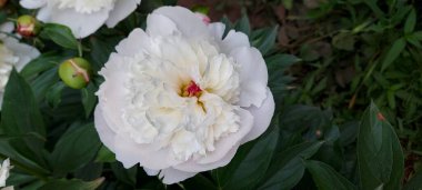 Güzel beyaz şakayıklar açan çiçekler