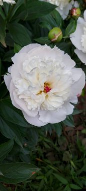 Güzel beyaz şakayıklar açan çiçekler