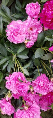 Parlak, kendini beğenmiş pembe piyonlar. Muhteşem bahar çiçekleri.