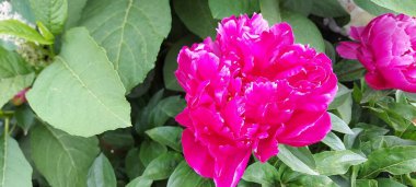 Parlak, kendini beğenmiş pembe piyonlar. Muhteşem bahar çiçekleri.