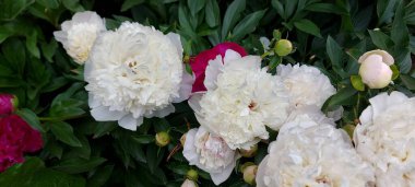 Güzel beyaz şakayıklar açan çiçekler