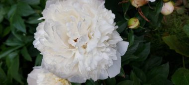 Güzel beyaz şakayıklar açan çiçekler