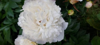 Güzel beyaz şakayıklar açan çiçekler