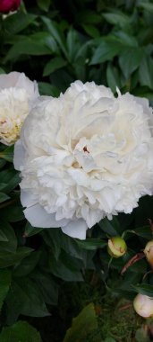 Güzel beyaz şakayıklar açan çiçekler