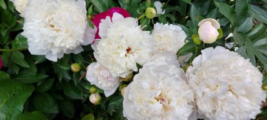  Güzel parlak piyonlar. Güzel çiçekler.