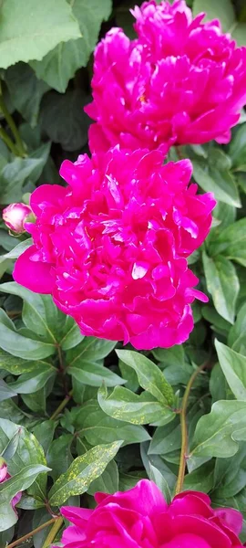 華やかで華やかなピンク色の牡丹 ゴージャス春の花 — ストック写真