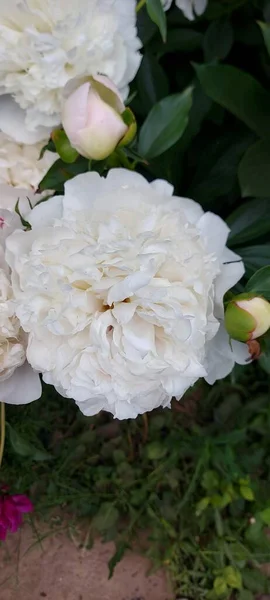 Lindas Peônias Brancas Que Brotam Flores — Fotografia de Stock