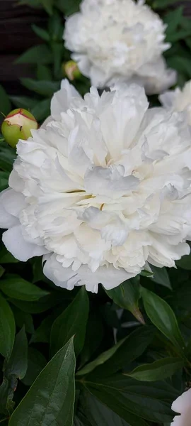 Schöne Weiße Pfingstrosen Blühen — Stockfoto