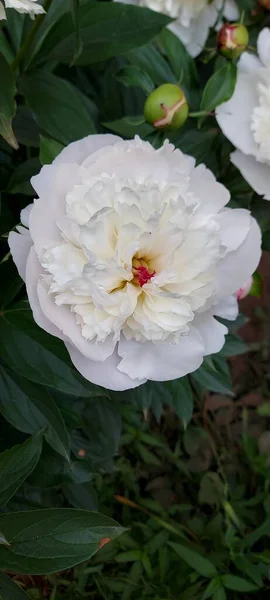 美しい白い牡丹の春の花 — ストック写真