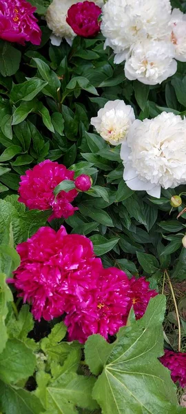 Schöne Helle Pfingstrosen Schöne Blumen — Stockfoto