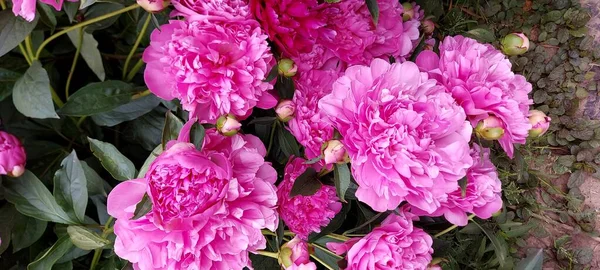 Bright Pompous Pink Peonies Gorgeous Spring Flowers — Stock Photo, Image