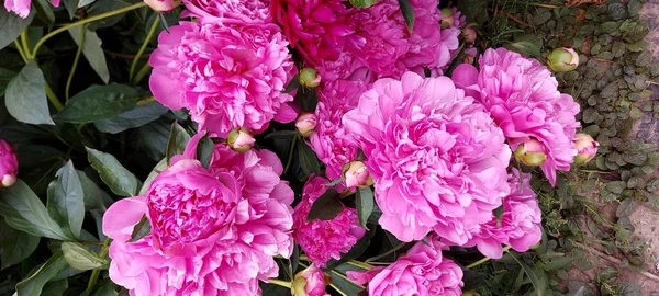 Brillante Pomposo Peonies Gorgeous Flores Primavera — Foto de Stock