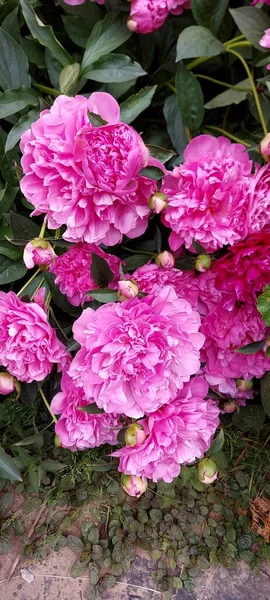 Bright Pompous Pink Peonies Gorgeous Spring Flowers — Stock Photo, Image