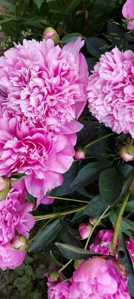 Brillante Pomposo Peonies Gorgeous Flores Primavera — Foto de Stock