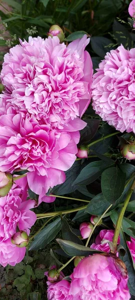 Pivoines Roses Lumineuses Pompeuses Fleurs Printanières Magnifiques — Photo