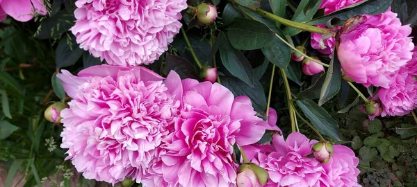 Bright Pompous Pink Peonies Gorgeous Spring Flowers — Stock Photo, Image