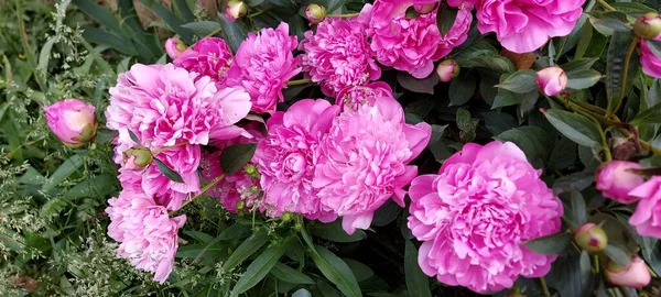 Brillante Pomposo Peonies Gorgeous Flores Primavera — Foto de Stock