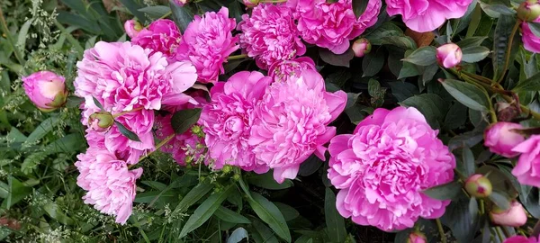 華やかで華やかなピンク色の牡丹 ゴージャス春の花 — ストック写真