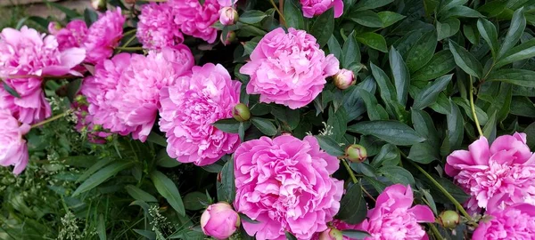 Brilhante Rosa Pomposo Peonies Gorgeous Flores Primavera — Fotografia de Stock
