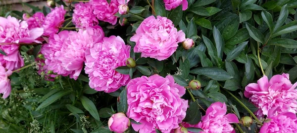 Belles Pivoines Roses Aux Feuilles Vertes — Photo