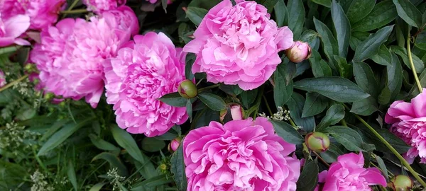 Lindas Peônias Rosa Com Folhas Verdes — Fotografia de Stock