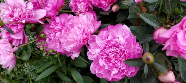 Schöne Rosa Pfingstrosen Mit Grünen Blättern — Stockfoto