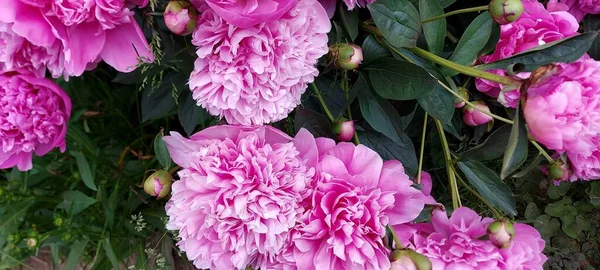 Vackra Rosa Pioner Med Gröna Blad — Stockfoto