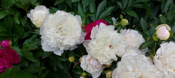 Belles Pivoines Blanches Fleurissant — Photo