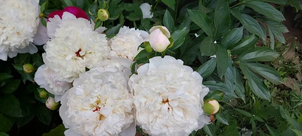 Lindas Peônias Brancas Que Brotam Flores Imagens De Bancos De Imagens