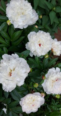 Güzel beyaz şakayıklar açan çiçekler