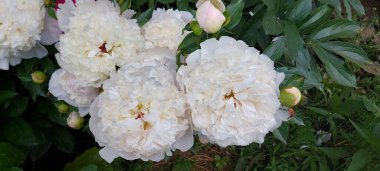 Güzel beyaz şakayıklar açan çiçekler