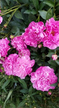 Yeşil yapraklı güzel pembe şakayıklar.