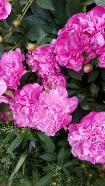 Yeşil yapraklı güzel pembe şakayıklar.