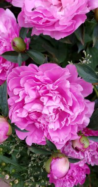 Yeşil yapraklı güzel pembe şakayıklar.