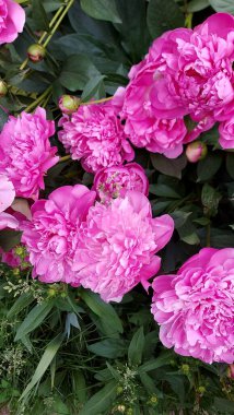 Yeşil yapraklı güzel pembe şakayıklar.