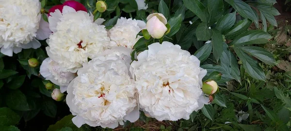Schöne Helle Pfingstrosen Schöne Blumen — Stockfoto