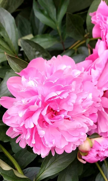 Beautiful Pink Peonies Green Leaves — Stock Photo, Image