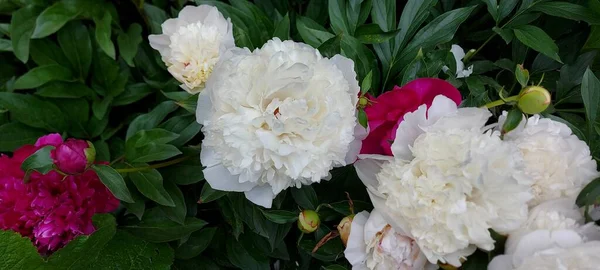 Beautiful Bright Peonies Beautiful Flowers — Stock Photo, Image