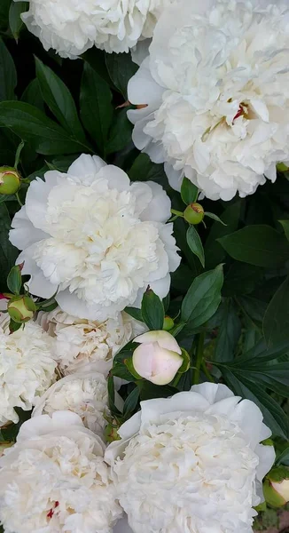 Lindas Peônias Brancas Que Brotam Flores — Fotografia de Stock