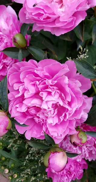 Yeşil yapraklı güzel pembe şakayıklar.