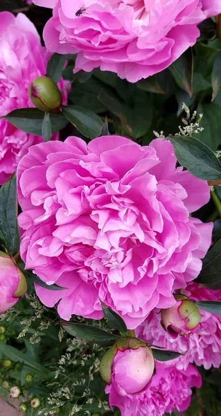 Belles Pivoines Roses Aux Feuilles Vertes — Photo