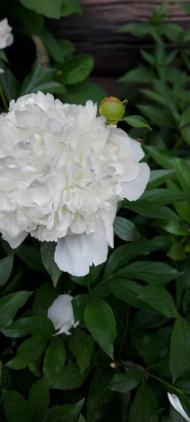 美しい白い牡丹の春の花 — ストック写真