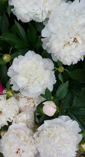 Belles Pivoines Blanches Fleurissant — Photo