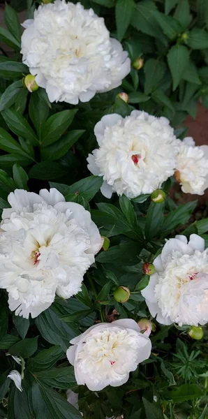 Güzel beyaz şakayıklar açan çiçekler