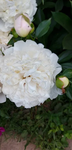 Güzel Beyaz Şakayıklar Açan Çiçekler — Stok fotoğraf