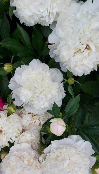 美丽的白牡丹绽放着花朵 — 免费的图库照片