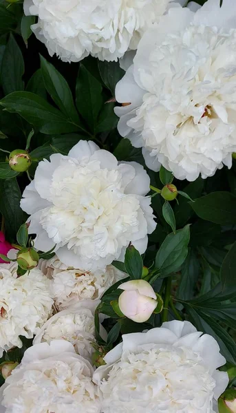 Lindas Peônias Brancas Que Brotam Flores — Fotos gratuitas