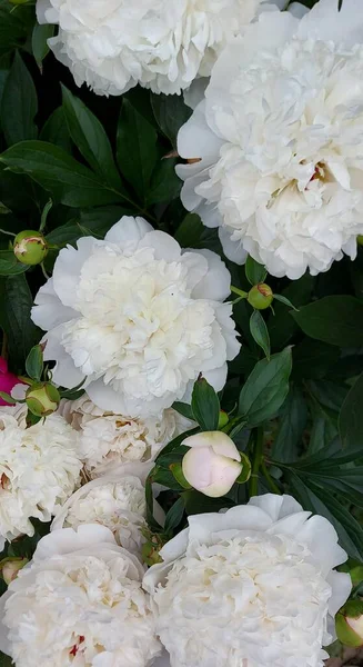 Lindas Peônias Brancas Que Brotam Flores — Fotografia de Stock