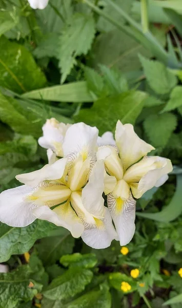 Цветущая Белая Радужка Весенние — стоковое фото